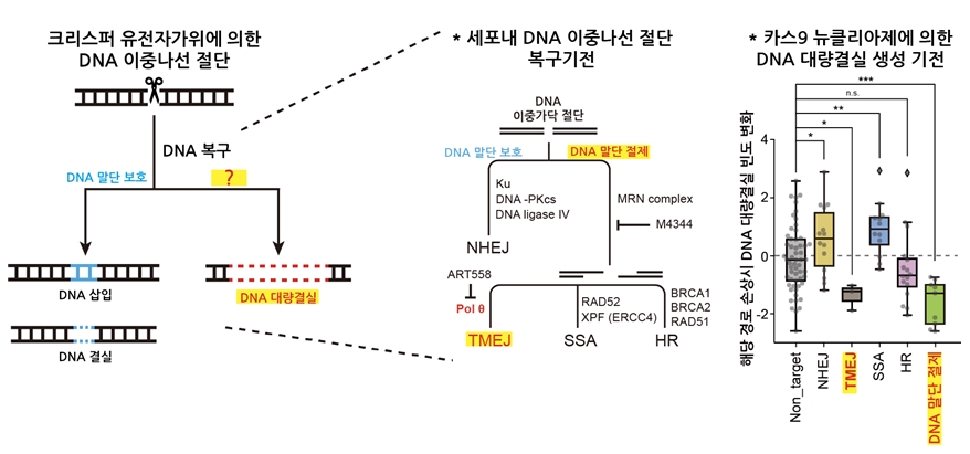 그림 2. 크리스퍼 유전자가위에 의한 이중나선 절단과 이후 DNA 복구과정 모식도. 긴 DNA 염기서열 손실은 DNA 말단 절제 및 POLQ 중합효소에 의한 수선(TMEJ; Pol theta-mediated end joining)과 매우 크게 연관되어 있다는 것을 처음으로 규명함. 