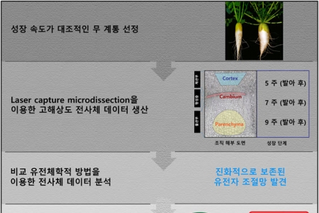 유전자 조절망에 기반한 식물 저장뿌리의 비대 생장 조절 전략 발견