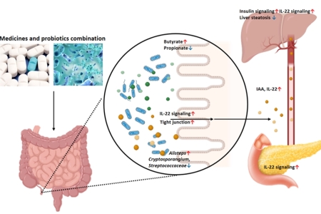 당뇨치료제와 신규 프로바이오틱스 병용 효과 규명