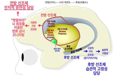 고등 인지 기능에 핵심인 ‘인지 유연성 담당 뇌 회로’ 규명