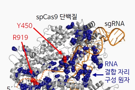 유전자 발현 조절하는 'RNA 결합부위' 발견