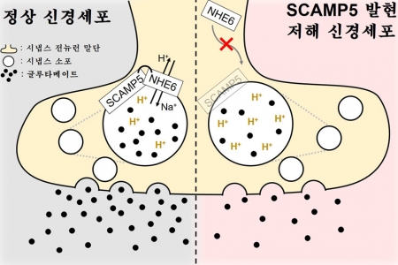 자폐성 장애 원인 유전자의 새로운 신경기능 저해 기전 규명