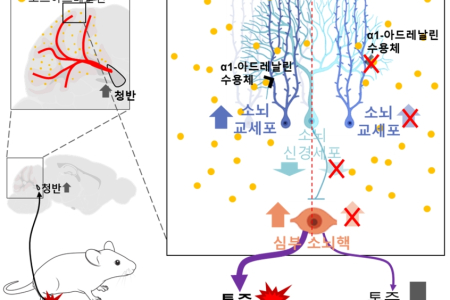 소뇌 신경-교세포 회로를 통한 통증 처리의 새로운 패러다임 제시