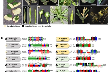 관상가치가 높은 키메라 식물의 원인 유전자 대량 발굴