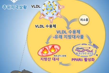 추운 환경에서 갈색지방 태우는 기전 규명