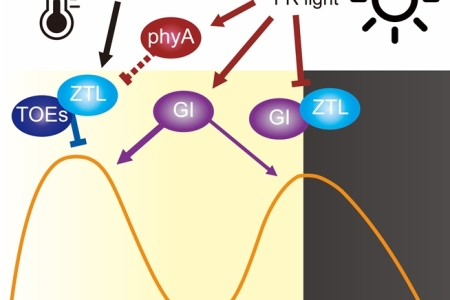 낮은 온도에 의한 억제와 원적색광에 의한 유도가 오전 중 FLOWERING LOCUS T 발현 수준을 결정하는 메커니즘 발견