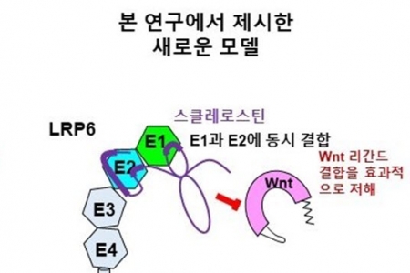 골다공증 표적 단백질의 작용 원리 규명