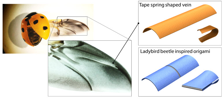무당벌레 날개의 시맥을 모사한 종이접기 기반 구조