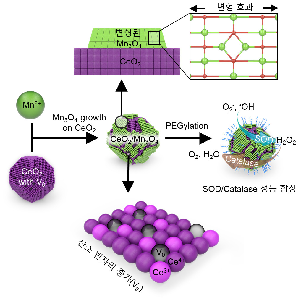 세륨-망간 산화물 헤테로 나노입자 합성 과정