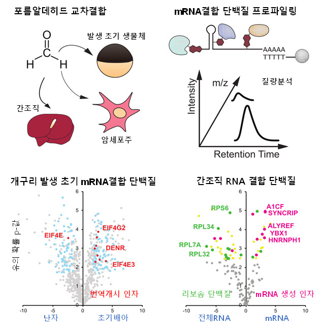 생물조직체 내에서의 RNA결합단백질 분석방법에 대한 모식도