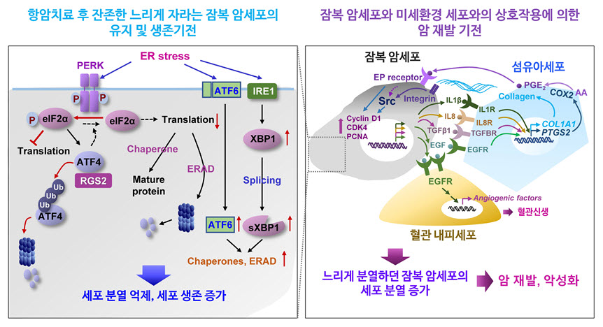 폐암의 재발을 매개하는 생물학적 기전 규명