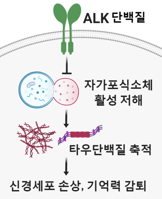 치매에서 보이는 타우병증의 새로운 기전 규명