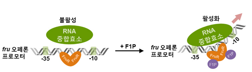 그림 비브리오 콜레라균에서 FruR에 의한 fru 오페론의 전사 활성 메커니즘 모식도