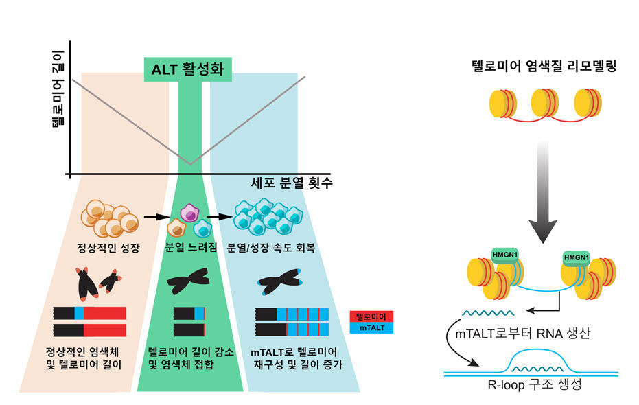 세포가 분열하면 텔로미어 길이가 짧아지며 점차 분열할 수 없는 상태에 가까워진다. 텔로미어 길이를 유지할 수 있는 텔로머레이즈 효소가 없는 생쥐 배아줄기 세포를 배양하면 마찬가지 현상이 관찰된다. 대부분의 세포는 분열을 멈추고 죽어 나간다. 하지만 그 중 아주 일부의 세포는 ALT 기전을 활성화하고 텔로미어 길이 및 성장 속도의 회복이 일어난다. 이 때 텔로미어 서열은 단순한 반복 서열(빨간색)이 아닌 새로운 서열(파란색, mTALT) 위주로 재구성된다. ALT 세포에서는 HMGN1 단백질이 텔로미어에 결합하여 RNA를 생산하고 R-loop 구조를 형성하여 텔로미어 유지에 도움을 준다.