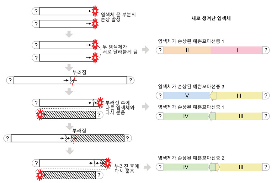 염색체 끝부분이 손상되며 나타날 수 있는 염색체 진화 과정