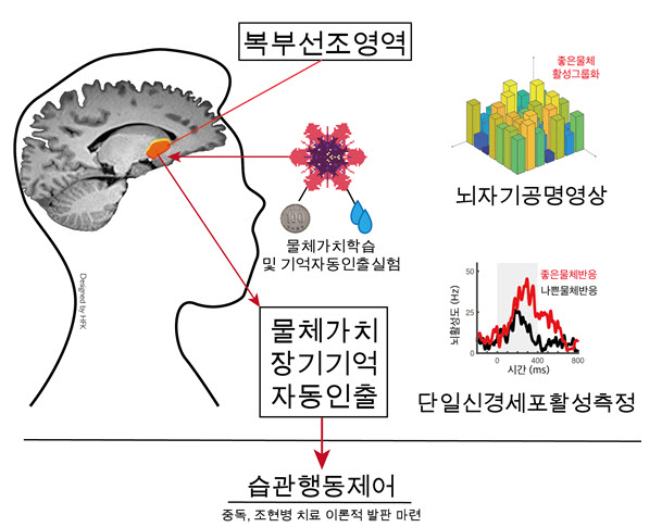 프랙탈 물체(중앙의 빨간 물체)를 금전적 보상(100원) 또는 주스(파란색 물방울)와 연합하여 학습시킨다. 물체가치학습을 시킨 뒤 약 3일 후에 전혀 다른 실험을 하는 동안 과거에 학습된 물체를 끼워서 아무런 의미없이 보여줬다. 흥미롭게도 학습된 물체들을 전혀 의식하지 않았음에도 불구하고, 이 물체에 대한 가치기억은 복부선조영역(ventral striatum)에서 활발하게 처리되고 있다. 복부선조에서는 좋은 물체에 대한 정보를 처리하고 있으며, 복부선조의 뒷 부분(caudal region)에서 선택적으로 좋은 물체에 대한 장기기억이 자동적으로 처리된다. 이렇게 자동적으로 인출된 좋은 물체에 대한 기억은 습관적으로 그 물체를 응시하게 하는 시각습관(visual habit)행동을 제어한다.