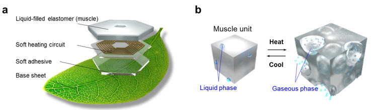 ▲ a, 연구팀이 개발한 피부 형태의 부력 제어 기술 및 이를 활용한 헤엄치는 나뭇잎 모식도. b, 부력 제어 원리. 탄성 중합체(외력의 영향을 많이 받는 고분자 화합물) 내부에 끓는점이 낮은 기체를 삽입한 구조를 제작하여 열에 반응하여 큰 부피 변화를 만들어내어 부력을 제어함.