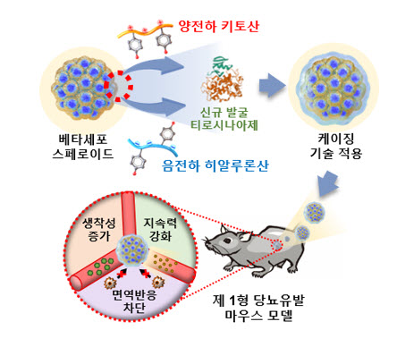 ▲ 연구팀이 개발한 세포 케이징 기술 및 당뇨유발 마우스모델 이식 과정 모식도