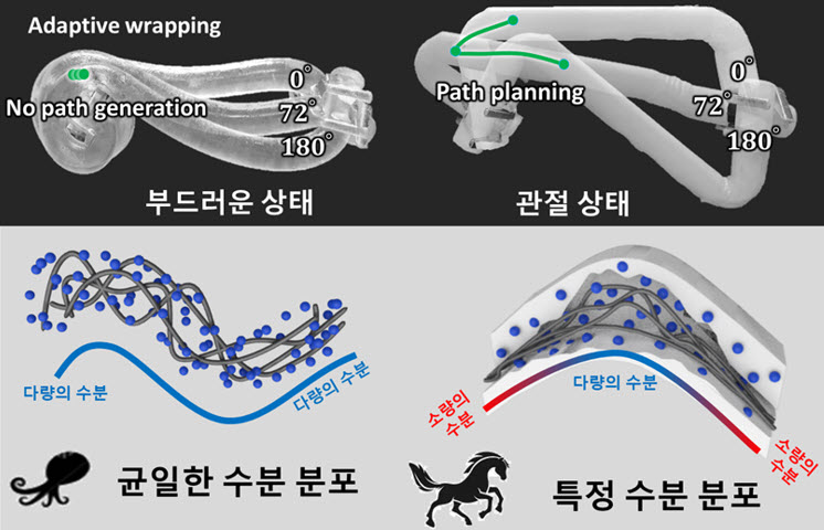 ▲ 무 척추 동물과 척추 동물의 몸 수분 분포 특성과 이를 모사한 시스템의 운동학적 특성