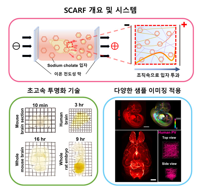 SCARF 개용 및 시스템(상), 초고속 투명화 기술(좌), 다양한 샘플 이미징 적용(우)