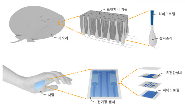 ▲ 가오리의 전기장 감지 능력을 모사한 전기장 센서의 모습