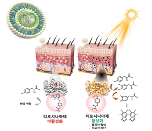 ▲ 연구팀이 개발한 광활성화 티로시나아제의 원리 및 인공 멜라노좀