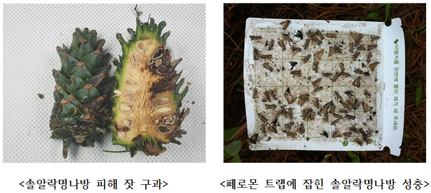 솔알락명나방 피해 잣 구과(좌), 페로몬 트랩에 잡힌 솔알락명나방 성충(우)