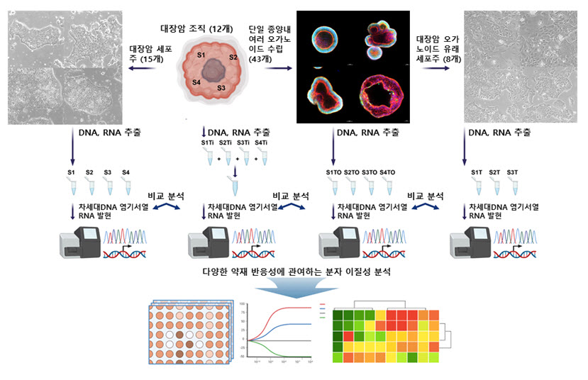 단일 종양의 영역에 따른 약물 반응 예측 모델