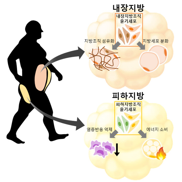 그림. 줄기세포군에 의한 내장지방과 피하지방의 특성 결정