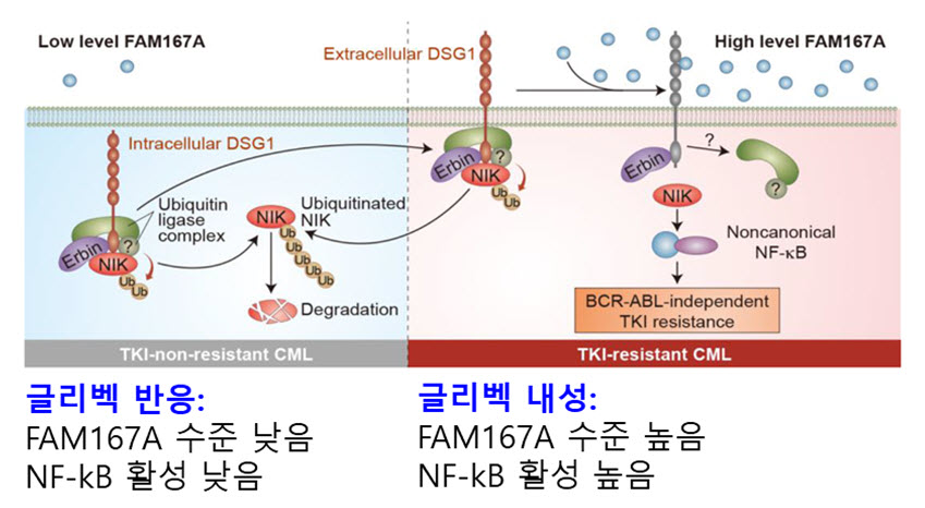 좌)글리벡 반응: FAM167A 수준 낮음, NF-kB 활성 낮음, 우)글리벡 내성: FAM167A 수준 높음, NF-kB 활성 높음