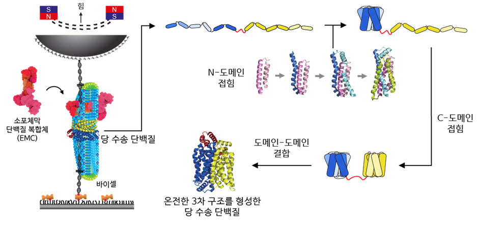 그림 2 자기 집게 기술 모식도와 당 수송 단백질의 접힘 경로