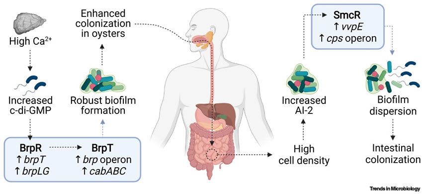 그림. 오염된 어패류를 통한 비브리오패혈증균 감염 모델 (Choi, G. and Choi, S.H., 2022, Trends in Microbiology, doi: 10.1016/j.tim.2022.05.009)