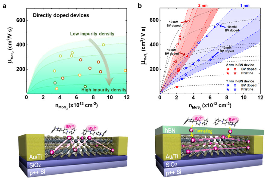 그림 3. 전하 불순물 산란 효과의 감소 원인을 규명하기 위한 기존 도핑과 원격 도핑 사이에서의 전하 이동도 비교. a, 기존 도핑에서의 전하 농도에 따른 전자 이동도 및 모식도 b, 원격 도핑에서의 전하 농도에 따른 전자 이동도 및 모식도.