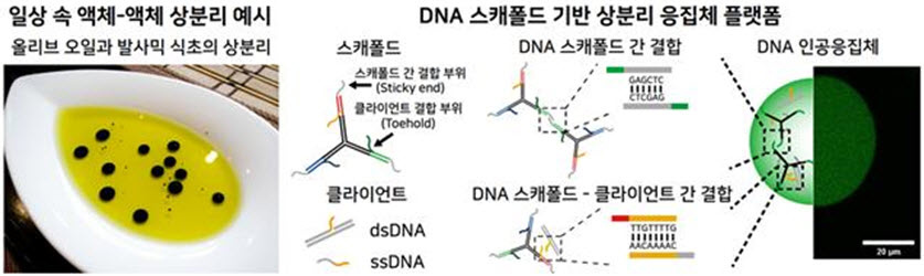 ▲ 일상 속 액체-액체 상분리 현상의 예시와 DNA 스캐폴드 기반 상분리 응집체 플랫폼의 개념도