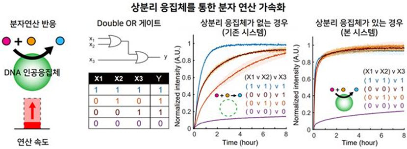 ▲ DNA 스캐폴드 기반 상분리 응집체를 통한 분자 연산 가속화 예시