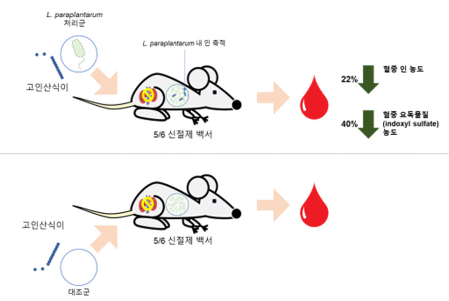 만성신장질환용 프로바이오틱스 적용에 의한 혈중 인 농도 감소 기전을 나타내는 모식도