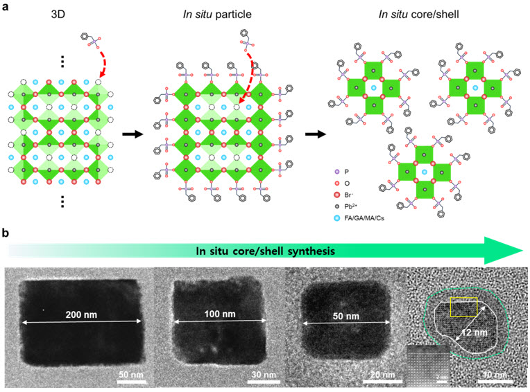 ▲ a, 인 시츄 나노입자 합성 모식도 및 b, 인-시츄 나노입자 합성 과정(좌측우측)에 따른 페로브스카이트 나노입자의 투과전자현미경 이미지