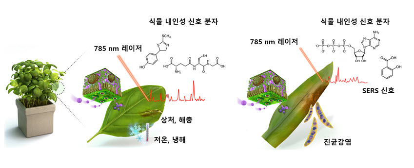 식물 스트레스 실시간 모니터링이 가능한 나노센서