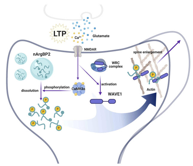 장기강화 자극 동안 일어나는 수상돌기 가시의 확대 모델에서 nArgBP2의 역할
