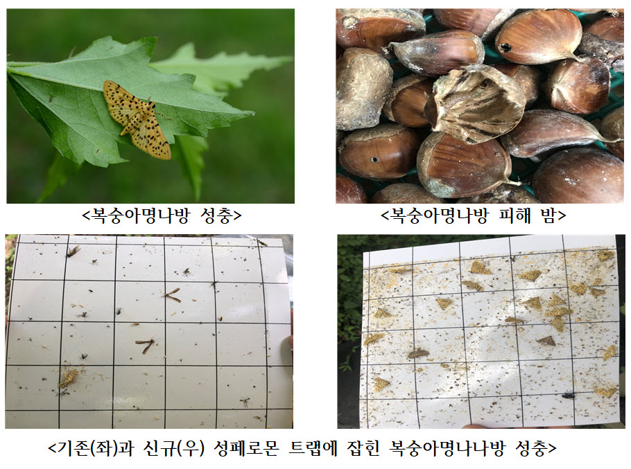 복숭아명나방 성충, 복숭아명나방 피해 밤, 기존(좌)과 신규(우) 성페로몬 트랩에 잡힌 복숭아명나나방 성충