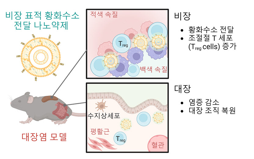 비장 표적 황화수소 전달 나노약제를 이용한 대장염 모델 치료 연구의 모식도