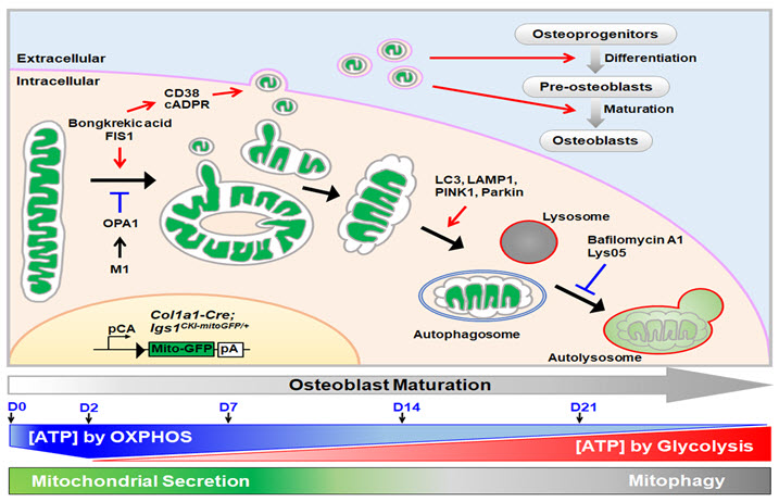 조골세포 분화 과정에서 미토콘드리아의 역할 및 형태변화