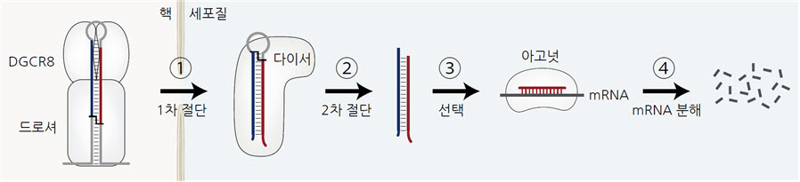 [그림 1] 마이크로RNA의 생성 경로와 기능