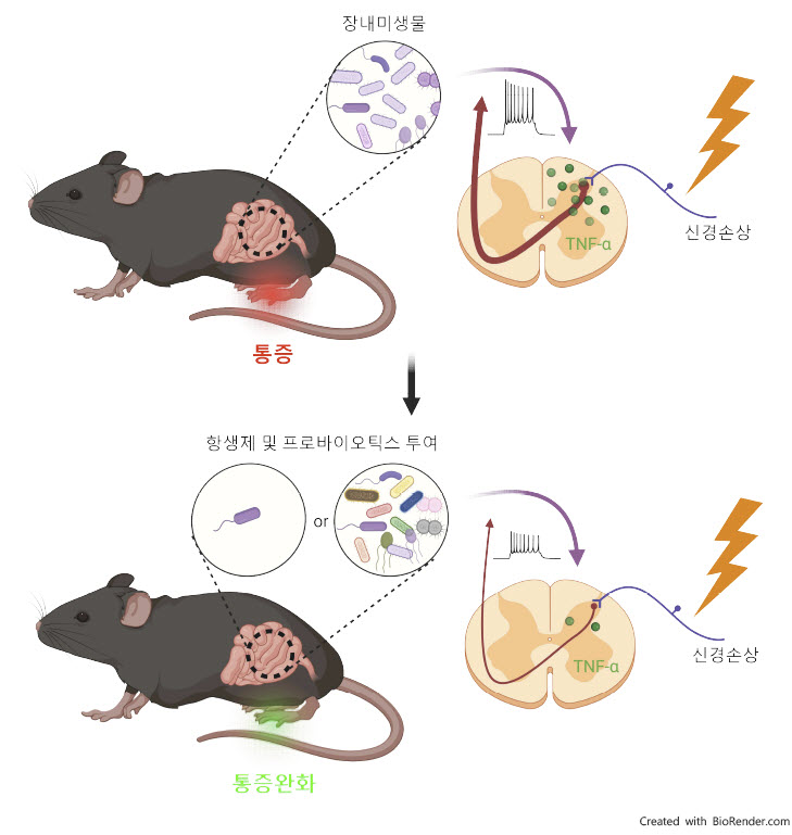 장내미생물에 의한 신경병증성 통증 조절, Created with BioRender.com