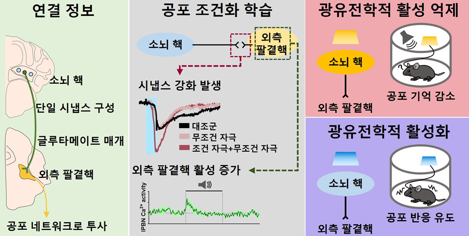 (그림 1) 공포 조건화 학습을 위한 소뇌 핵-외측 팔곁핵 신경회로의 구성 및 시냅스 가소성 관찰 및 기능적 역할 규명