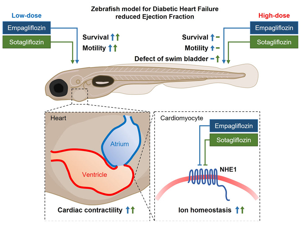 본 연구에서는 당뇨병을 동반한 심부전 제프라피쉬 모델을 사용하여 SGLT2 억제제와 SGLT1/2 이중 억제제의 심장보호 효과를 비교하고 두 약제의 공통된 표적 분자인 NHE1을 제시함으로써 NHE1 조절을 통한 당뇨병을 동반한 심부전 치료의 가능성을 제안함.