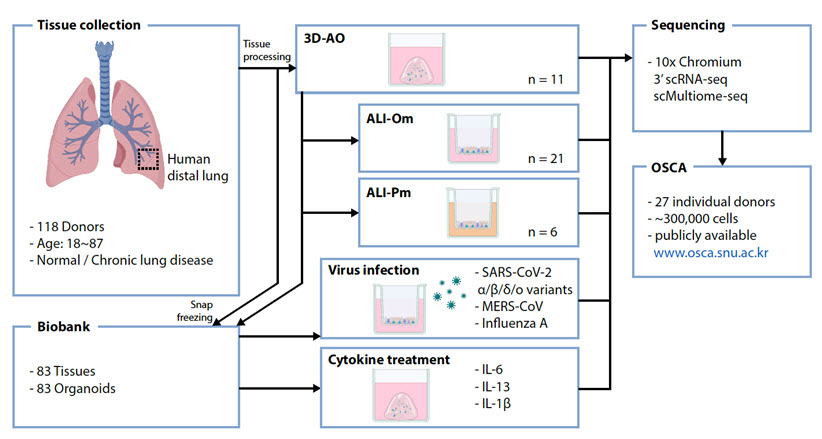 인체 유래 폐 기도 오가노이드 데이터베이스 및 단일세포지도 구축 개요
