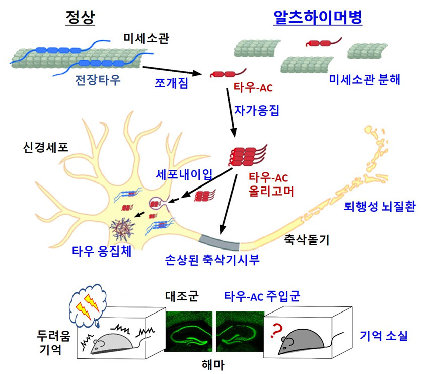 타우 절단으로부터 시작되는 알츠하이머성 치매의 발병 모델