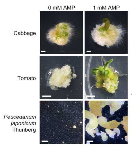 그림 2 다양한 작물 캘러스에 대한 AMP의재분화 증진 효능 