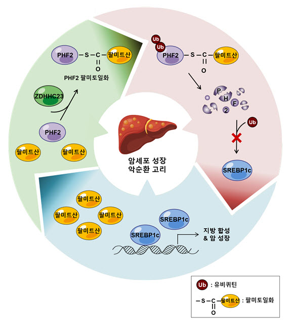 그림 4. 팔미트산⇒PHF2⇒SREBP1c 악순환고리가 간암을 악성화.
